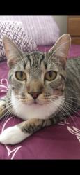 Lost Male Cat last seen Lillian Ct and Jacaranda St, Martin County, FL 34997