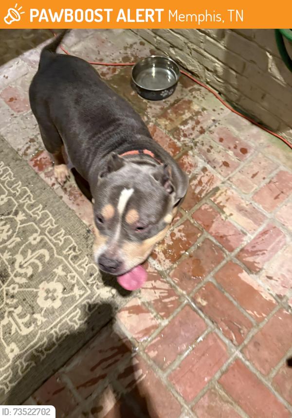 Found/Stray Female Dog last seen Richland Elementary, Memphis, TN 38120