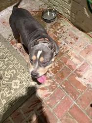 Found/Stray Female Dog last seen Richland Elementary, Memphis, TN 38120