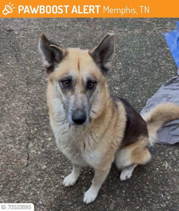Found/Stray Female Dog last seen Lamar Ave and Democrat Rd, Memphis, TN 38118
