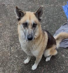 Found/Stray Female Dog last seen Lamar Ave and Democrat Rd, Memphis, TN 38118