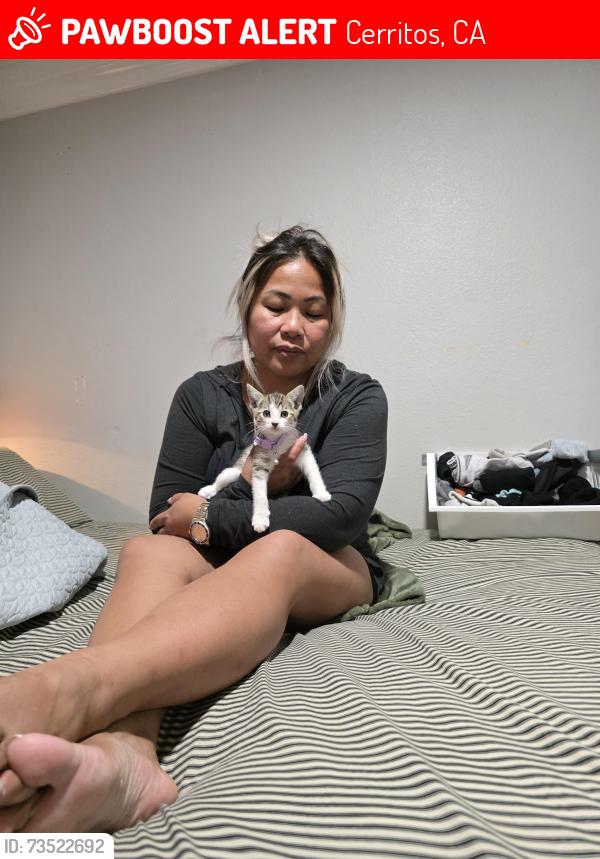 Lost Female Cat last seen Artesia and Gridley, Cerritos, CA 90703