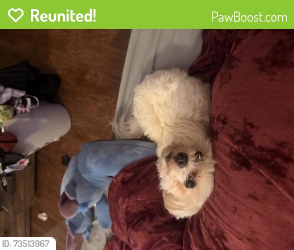Reunited Male Dog last seen Sebastian, Jackson, TN 38305
