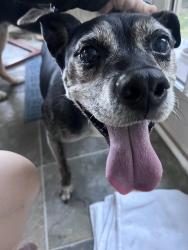 Reunited Male Dog last seen Glenmary and Biddle St, Cincinnati, OH 45220