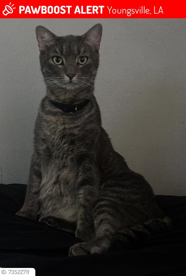 Lost Male Cat last seen Southside highschool, Youngsville, LA 70592