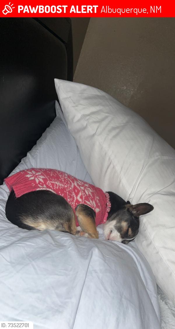 Lost Female Dog last seen Unser and mcmahon, Albuquerque, NM 87114