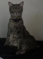 Lost Male Cat last seen Southside highschool, Youngsville, LA 70592