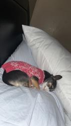 Lost Female Dog last seen Unser and mcmahon, Albuquerque, NM 87114