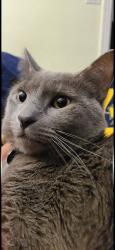 Reunited Male Cat last seen Mack and Moross, Grosse Pointe, MI 48236