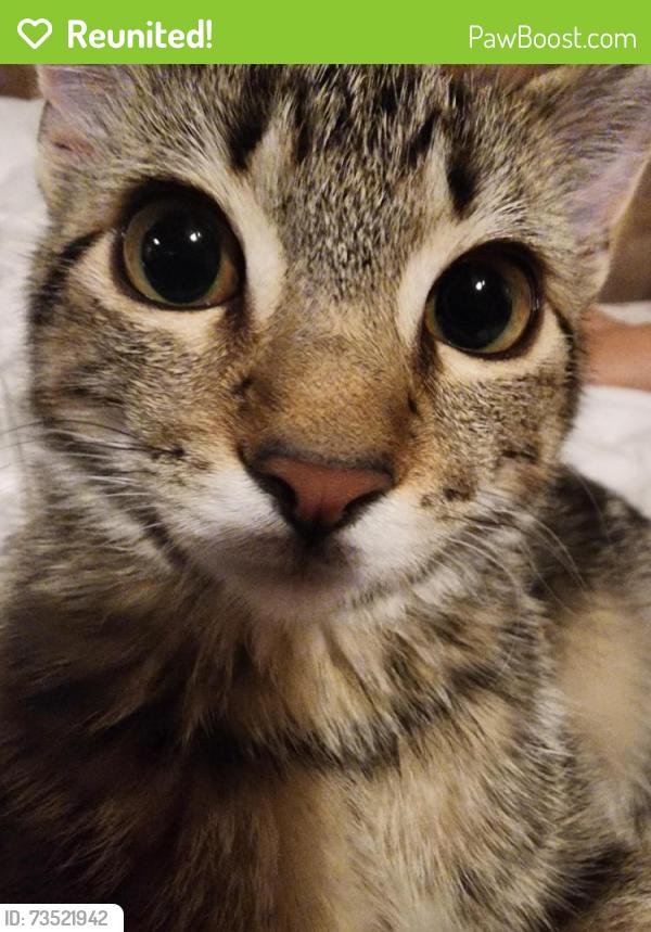 Reunited Female Cat last seen Near Bayview Canal, Airdrie, AB T4B 0B1
