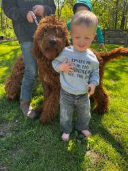 Lost Male Dog last seen State line church, Paris, IL 61944