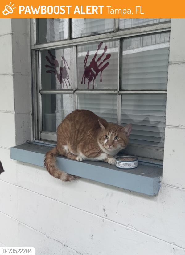 Found/Stray Unknown Cat last seen bella mar apmts, Tampa, FL 33612