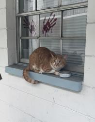 Found/Stray Unknown Cat last seen bella mar apmts, Tampa, FL 33612
