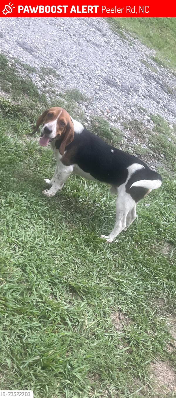 Lost Male Dog last seen Peeler road vale, Peeler Rd, NC 28168