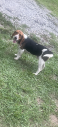Lost Male Dog last seen Peeler road vale, Peeler Rd, NC 28168