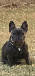 Lost Female Dog last seen Groves, Atascocita, TX 77346