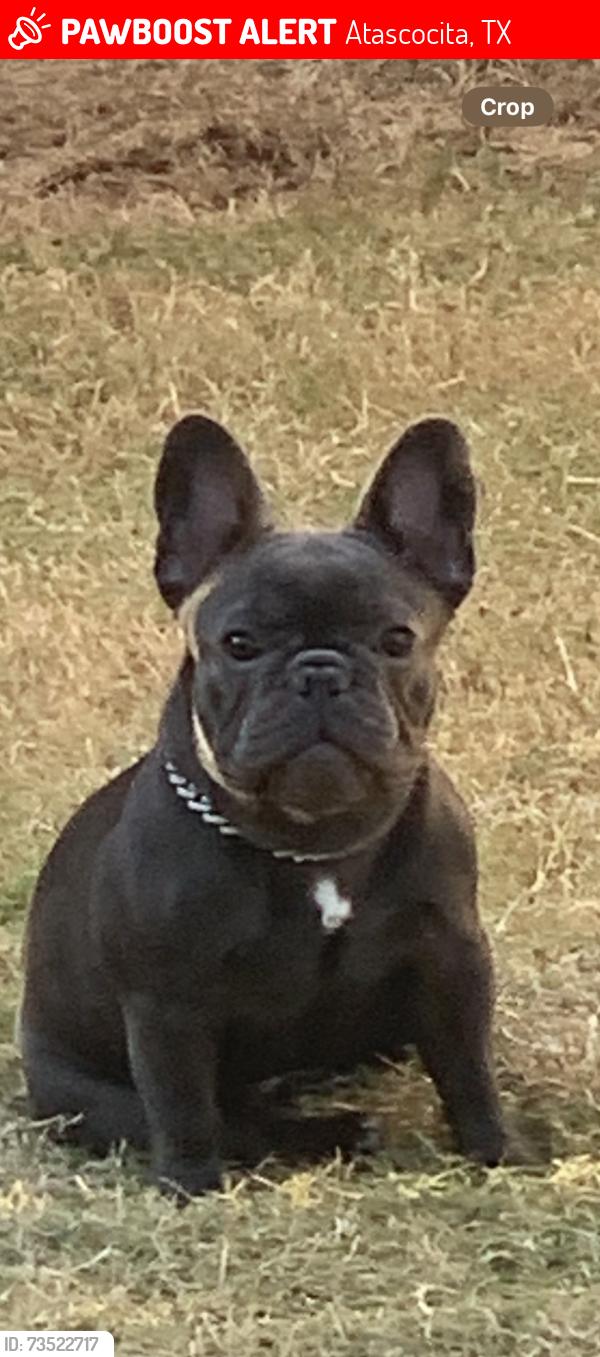 Lost Female Dog last seen Groves, Atascocita, TX 77346
