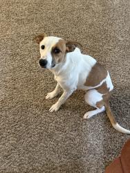 Found/Stray Female Dog last seen Marketplace Drive, Waco, TX 76711