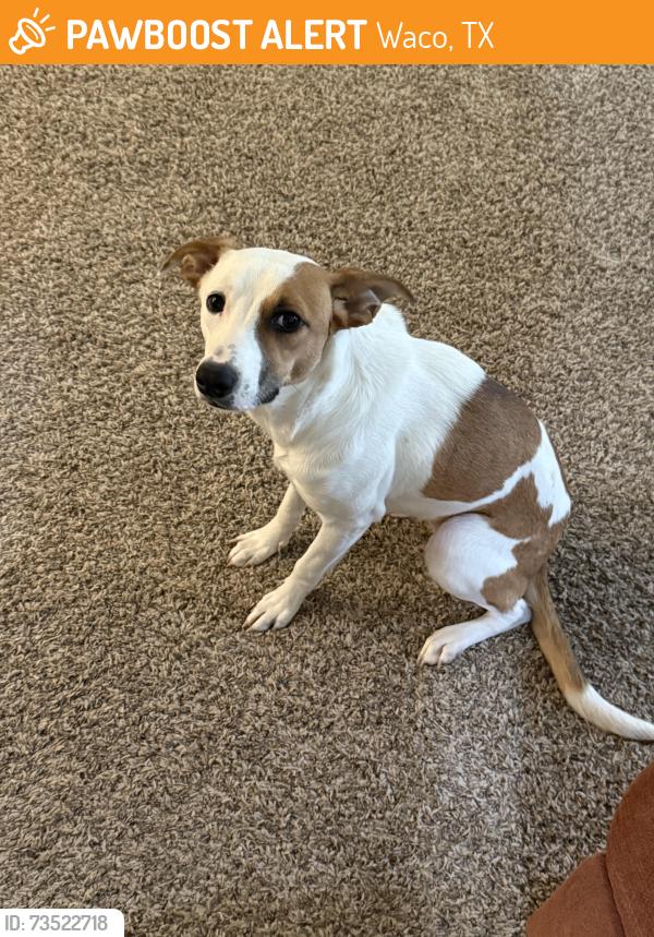 Found/Stray Female Dog last seen Marketplace Drive, Waco, TX 76711