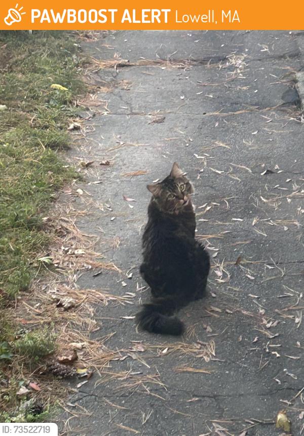 Found/Stray Male Cat last seen Behind Market Basket Bridge Street Lowell,MA, Lowell, MA 01850