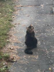 Found/Stray Male Cat last seen Behind Market Basket Bridge Street Lowell,MA, Lowell, MA 01850