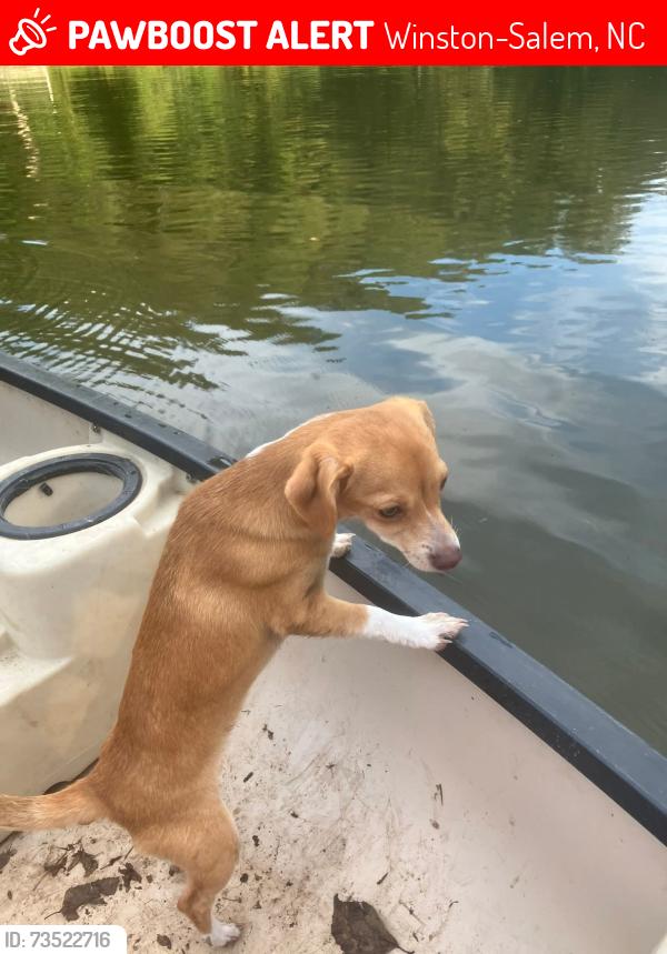 Lost Female Dog last seen Near the speedway in Kernersville, Winston-Salem, NC 27108