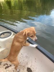 Lost Female Dog last seen Near the speedway in Kernersville, Winston-Salem, NC 27108