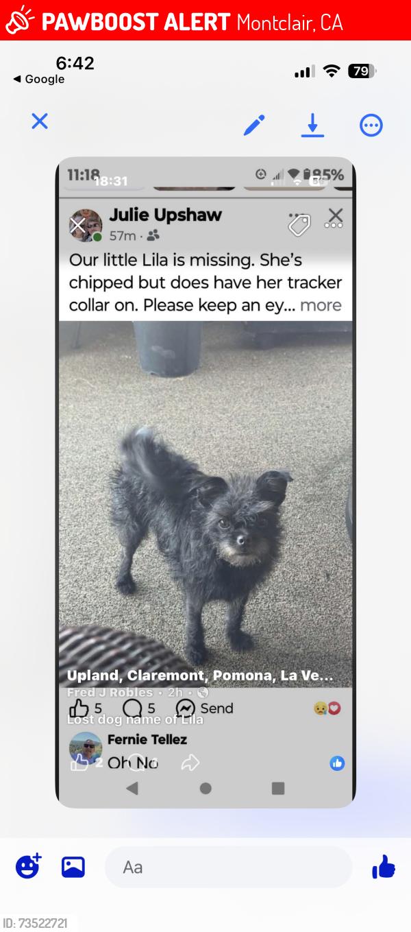 Lost Female Dog last seen Rosewood San Bernardino road, Montclair, CA 91763