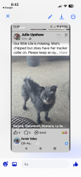 Lost Female Dog last seen Rosewood San Bernardino road, Montclair, CA 91763