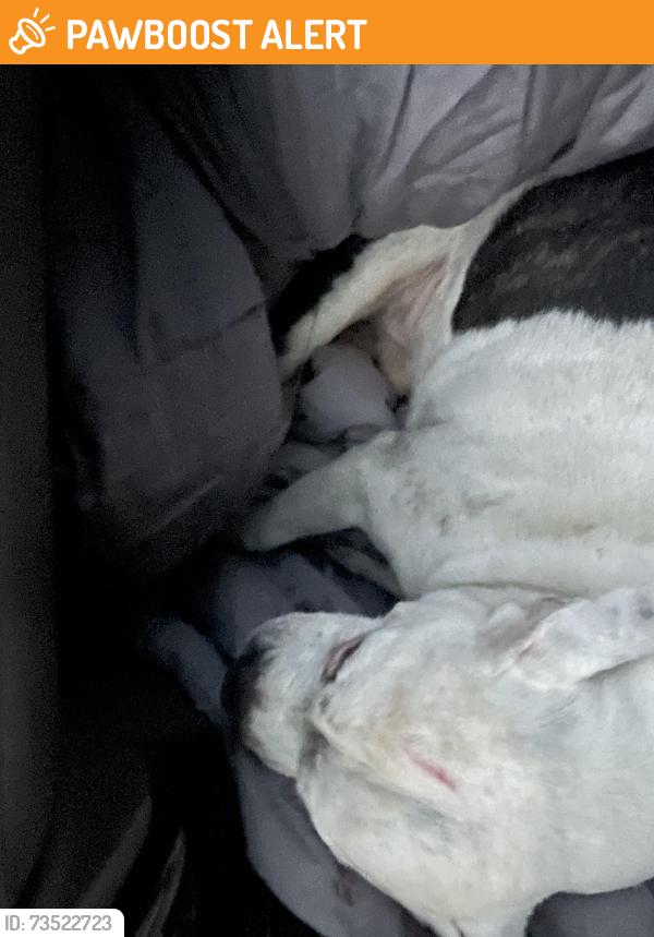 Found/Stray Male Dog last seen Farming Creek Drive, Lake Murray of Richland, SC 29063