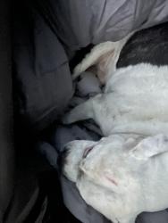 Found/Stray Male Dog last seen Farming Creek Drive, Lake Murray of Richland, SC 29063