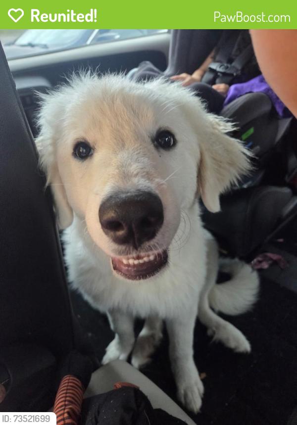 Reunited Female Dog last seen Golfview Dr, Hope Mills, NC 28348, USA, Hope Mills, NC 28348