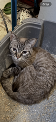 Found/Stray Male Cat last seen 15th street near Allens Ridge, Palm Harbor, FL 34683