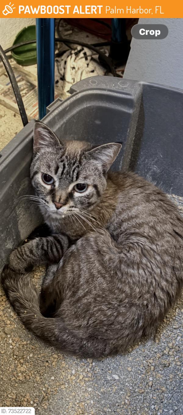Found/Stray Male Cat last seen 15th street near Allens Ridge, Palm Harbor, FL 34683