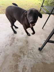 Found/Stray Male Dog last seen Brookmere dr across from the Clara Oliver elementary school, Dallas, TX 75216