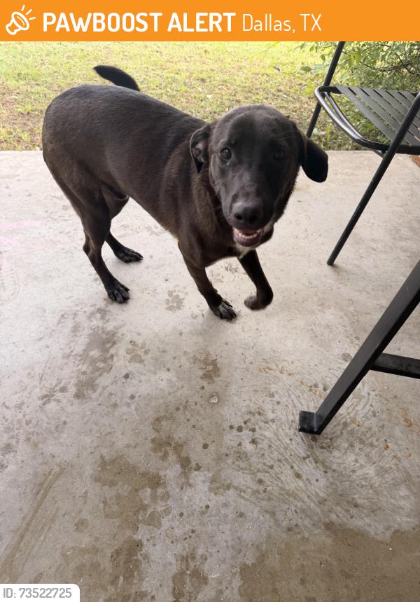 Found/Stray Male Dog last seen Brookmere dr across from the Clara Oliver elementary school, Dallas, TX 75216