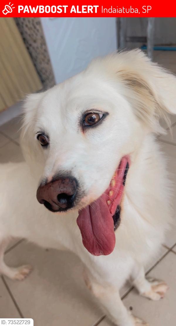 Lost Female Dog last seen Estrada general motors, Indaiatuba, SP 