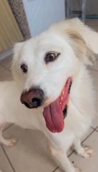 Lost Female Dog last seen Estrada general motors, Indaiatuba, SP 