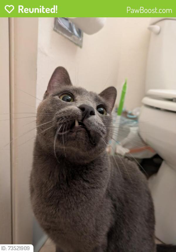 Reunited Male Cat last seen Bradley Drive SE (West of South Fred Meyer), Salem, OR 97302