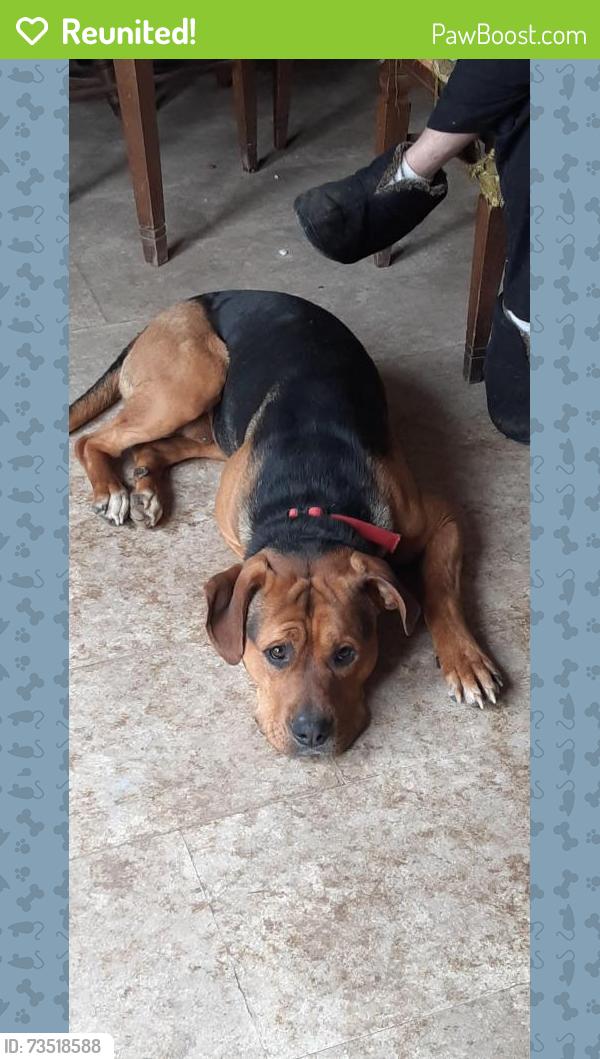 Reunited Male Dog last seen Coveypl, trenton rd, Trenton, OH 45067