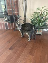 Reunited Female Cat last seen Hamilton Crossing/Peaches Ln,Cantonment,Fl, Gonzalez, FL 32533