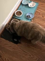 Reunited Female Cat last seen Chaparral and Leesburg, Charlotte, NC 28215