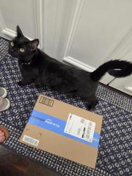 Reunited Female Cat last seen Upper 147th St W and Pilot Knob Rd, Apple Valley, MN 55124