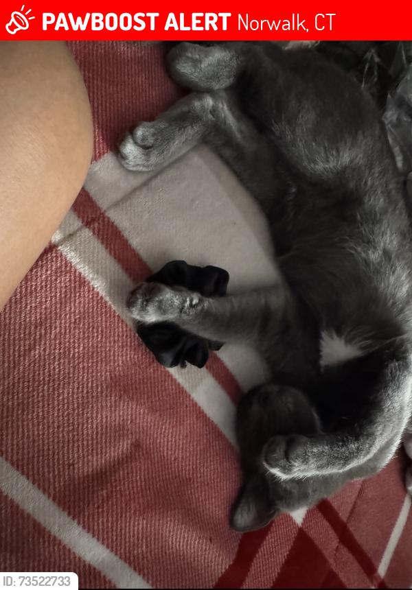 Lost Male Cat last seen Winfield st, Norwalk, CT 06855