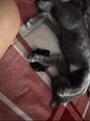 Lost Male Cat last seen Winfield st, Norwalk, CT 06855