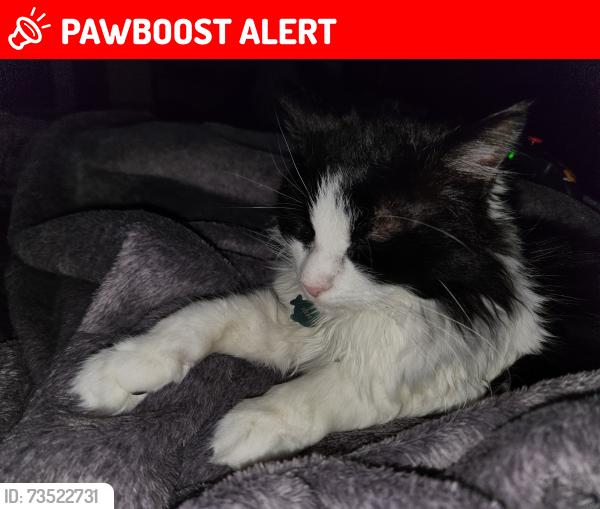 Lost Male Cat last seen W Welsford Dr Imperial Oaks, Montgomery County, TX 77386