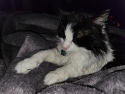 Lost Male Cat last seen W Welsford Dr Imperial Oaks, Montgomery County, TX 77386