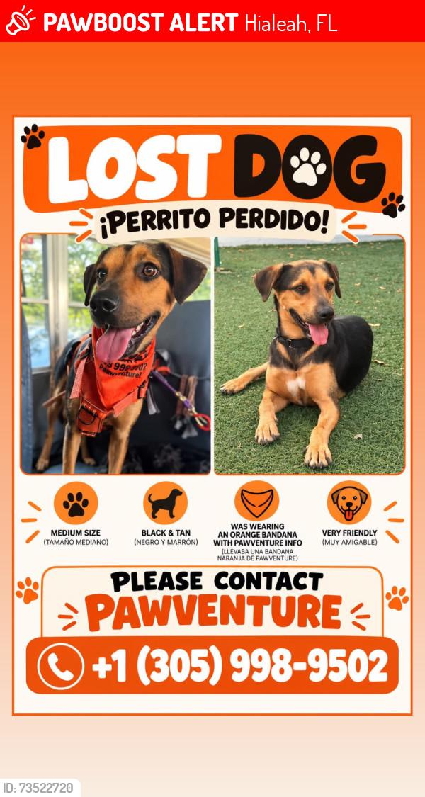 Lost Male Dog last seen amelia earth park, Hialeah, FL 33013
