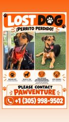 Lost Male Dog last seen amelia earth park, Hialeah, FL 33013
