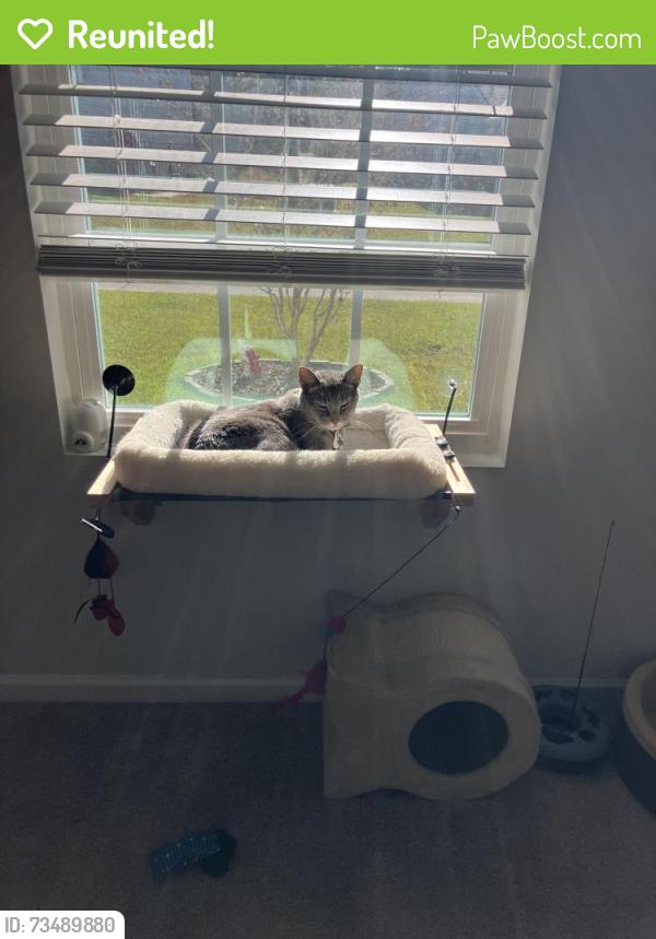 Reunited Male Cat last seen Patti Lane - New South Bridge, Brunswick County, NC 28422